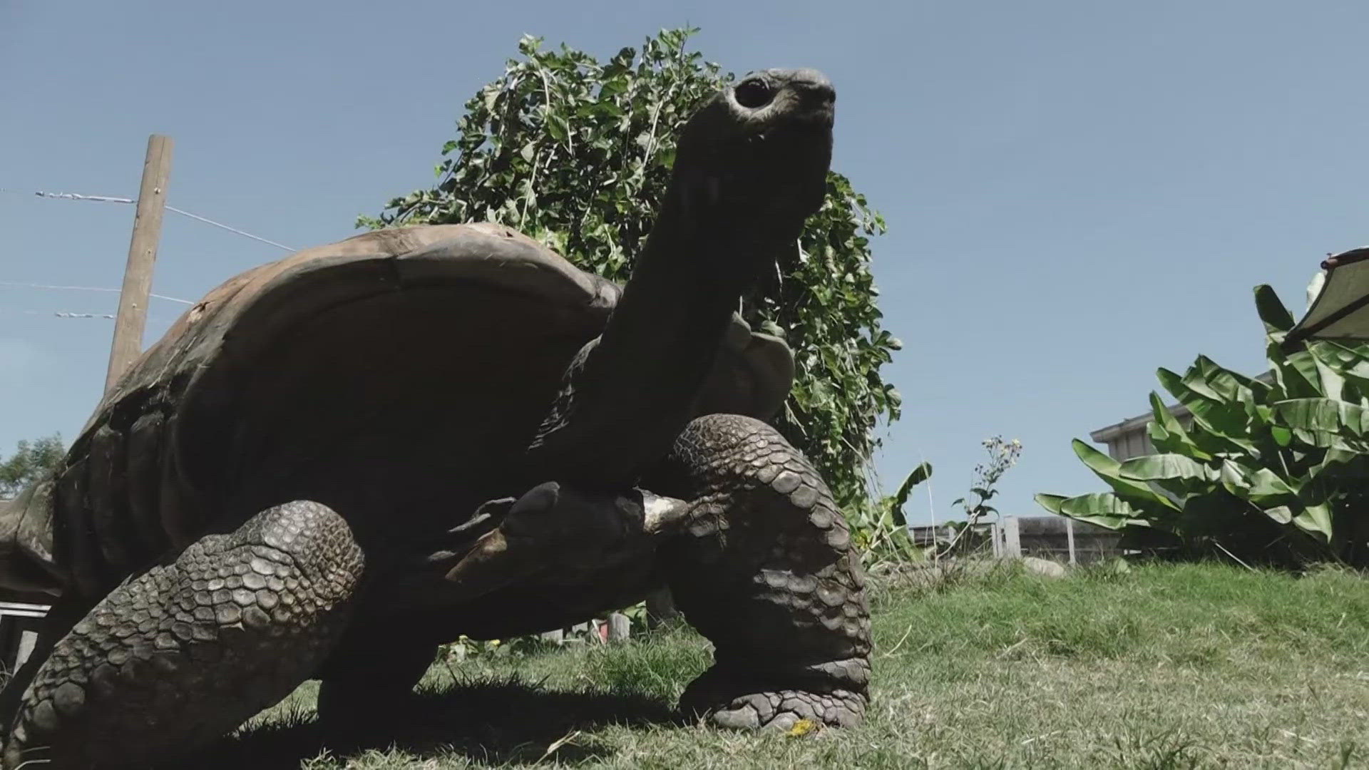 The Aldabra giant tortoise comes out in the spring and stays out through the summer, leaving lots of time to sunbathe and soak up the attention.