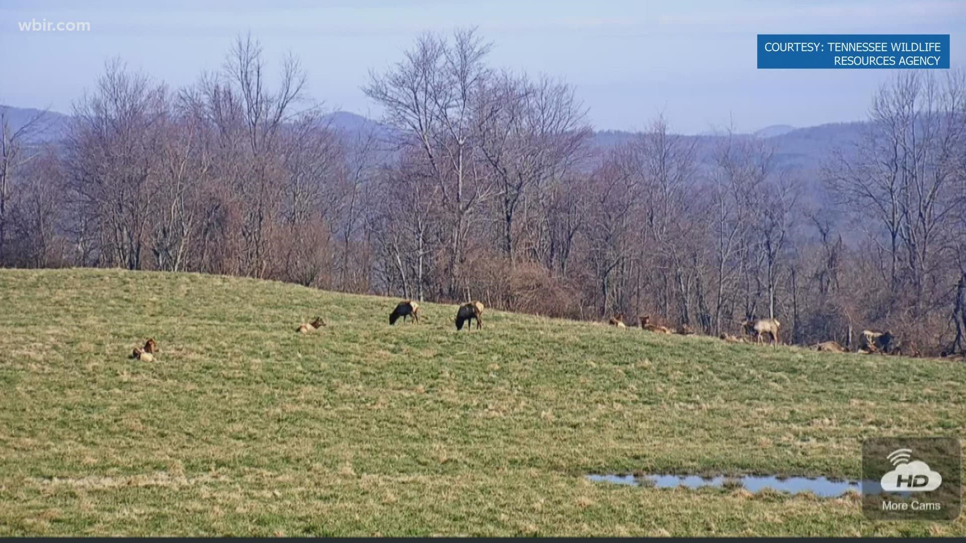 The camera is set up at Hatfield Knob, and officials with the TWRA said people can tune in to catch all kinds of wildlife pass by.