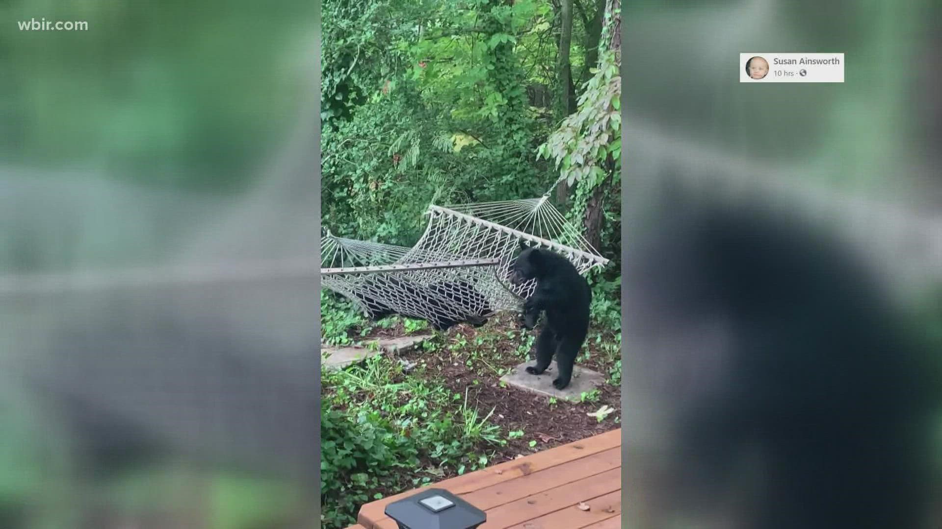 Seems like some rambunctious cubs were having a fun time trying to figure out this hammock in the smokies.