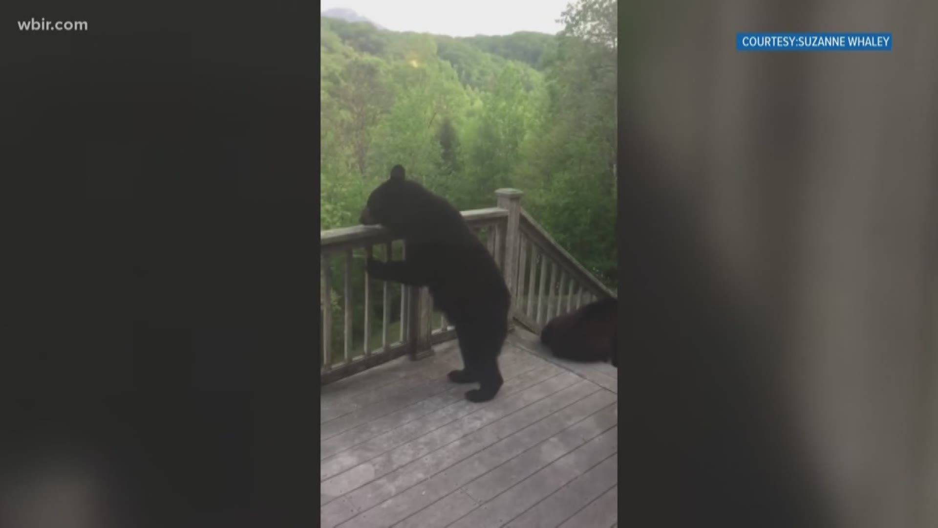 Bears are starting to pop up near homes as the weather gets warmer. Suzanne Whaley shared the video from her porch in Gatlinburg yesterday.
	TWRA says it's normal for bears to start popping up in people's yards this time of the year.
