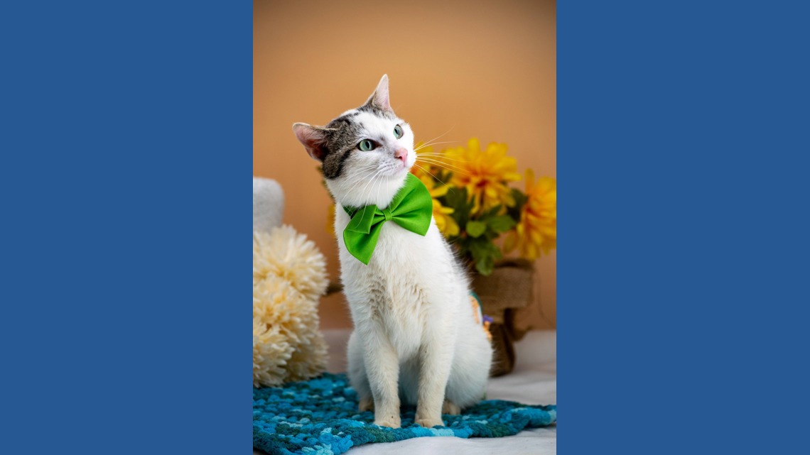 'My job works': Sevier County Humane Society photos click for adoptable pets