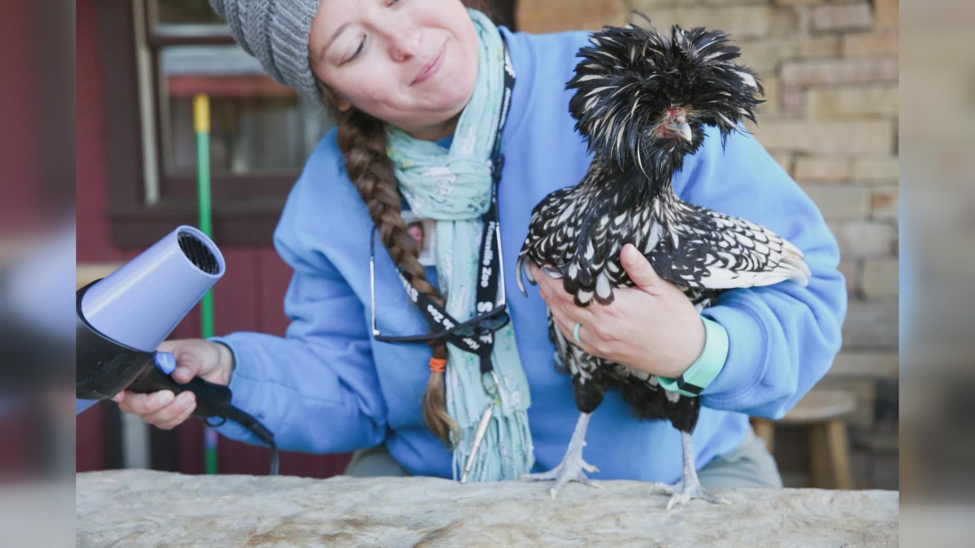 Phyllis came to the zoo 12 years ago and was one of its most beloved ambassadors -- raising awareness to domestic animals in danger of extinction.