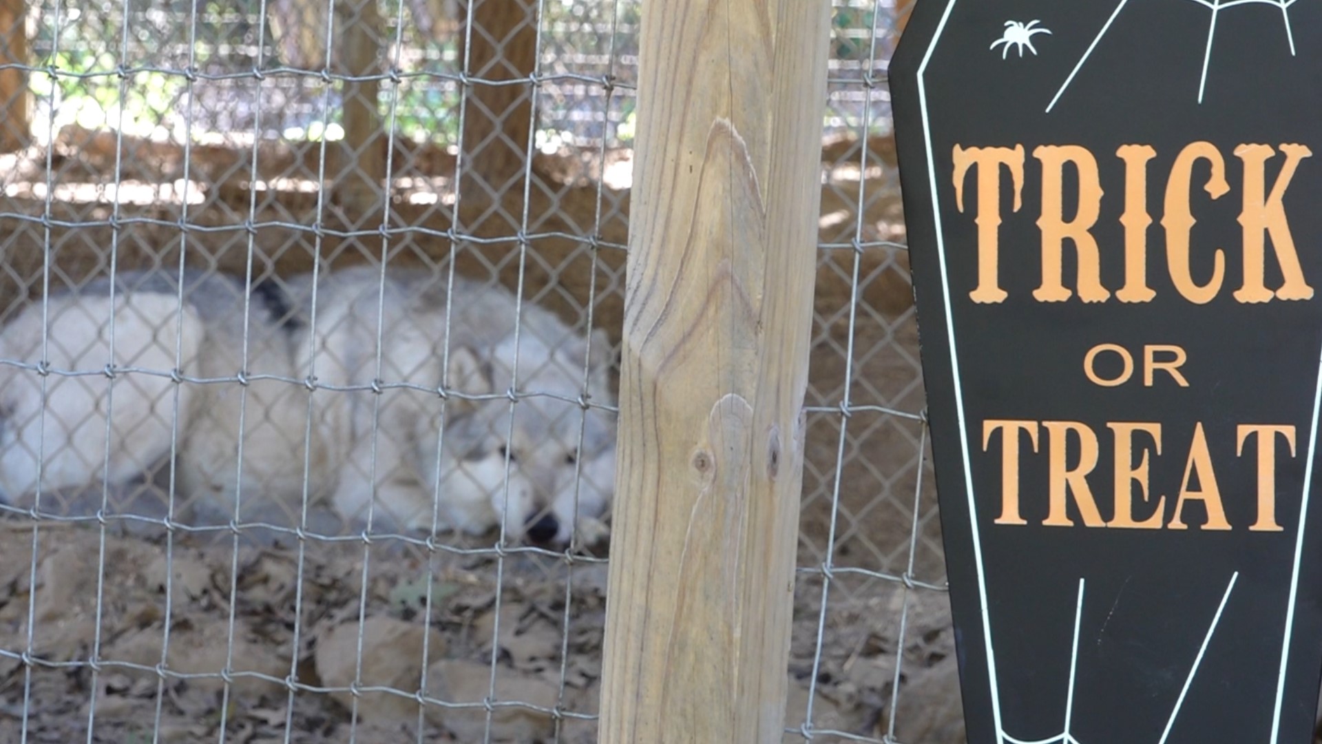 Little Ponderosa Zoo hosting 'HowlOWeen' trickortreat events