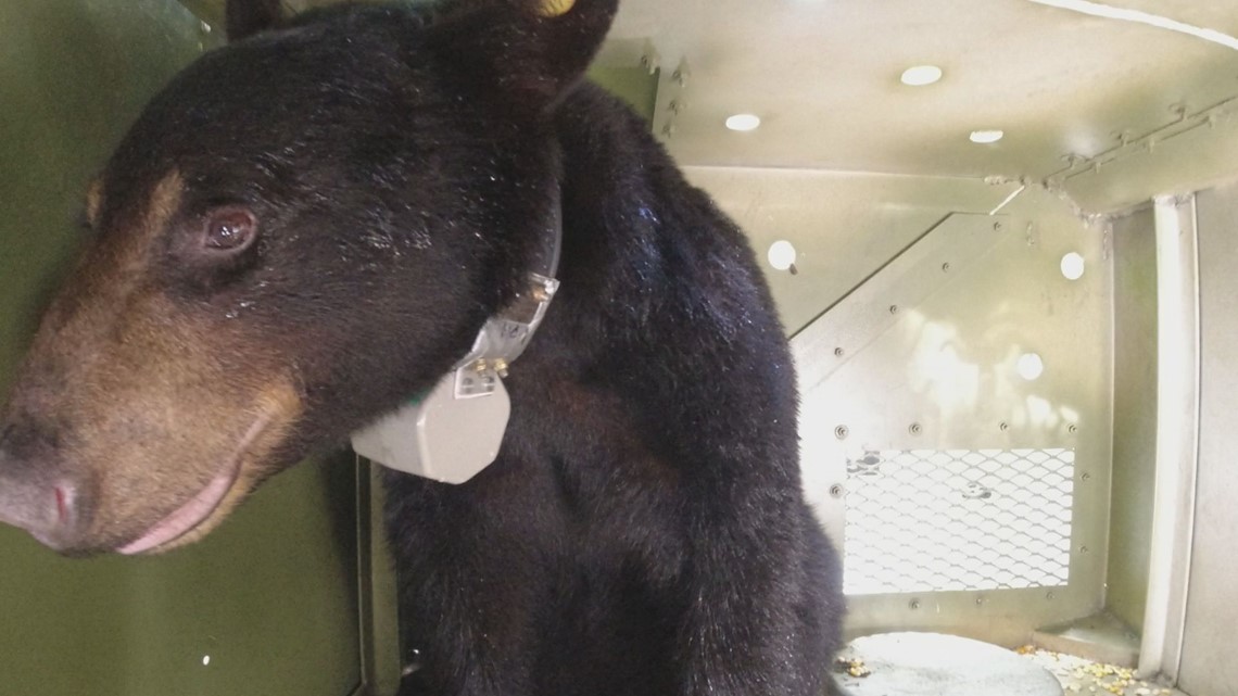 Relocated 'nuisance' bear travels 1,000 miles across 4 states to return to  park