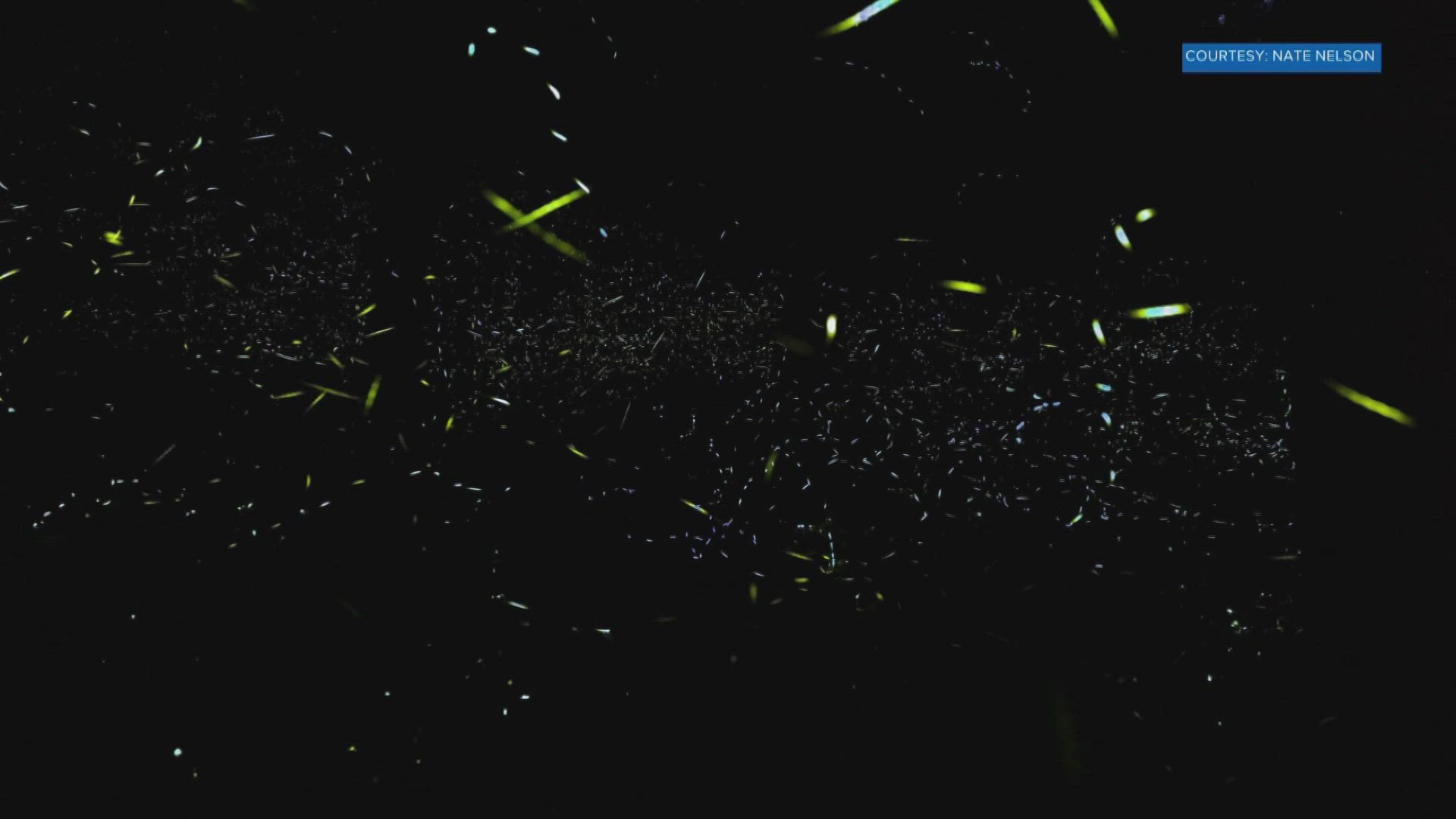 Park rangers said the experience is unlike any other and that you'll get to see fireflies light up Elkmont in one of the most unique mating displays in Appalachia.