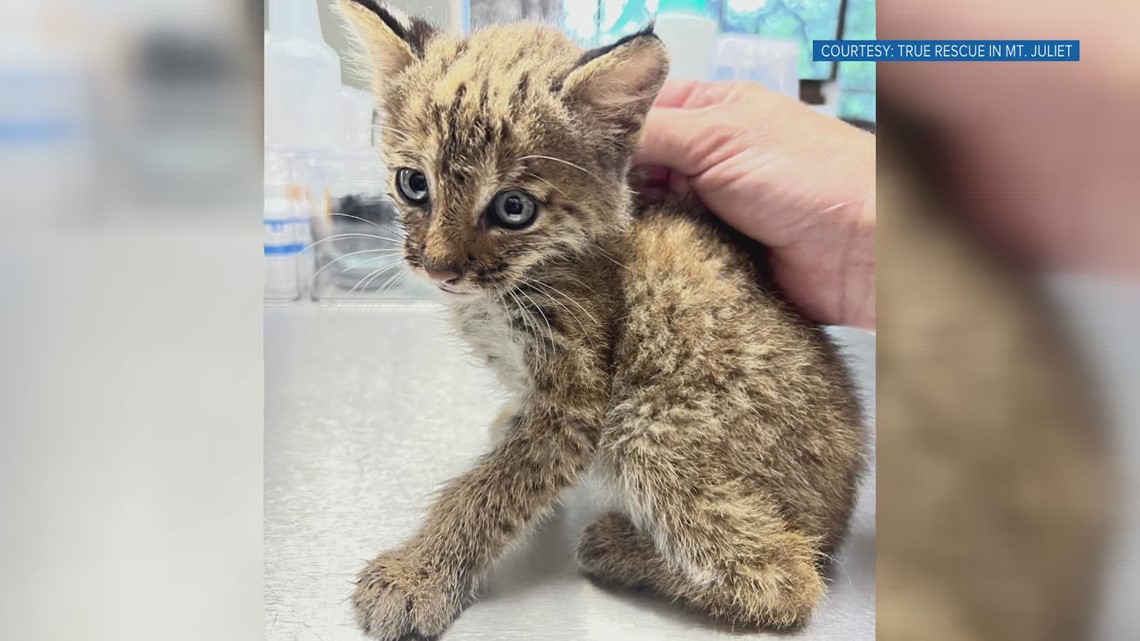 Rescued kitten in Middle Tennessee turns out to be bobcat