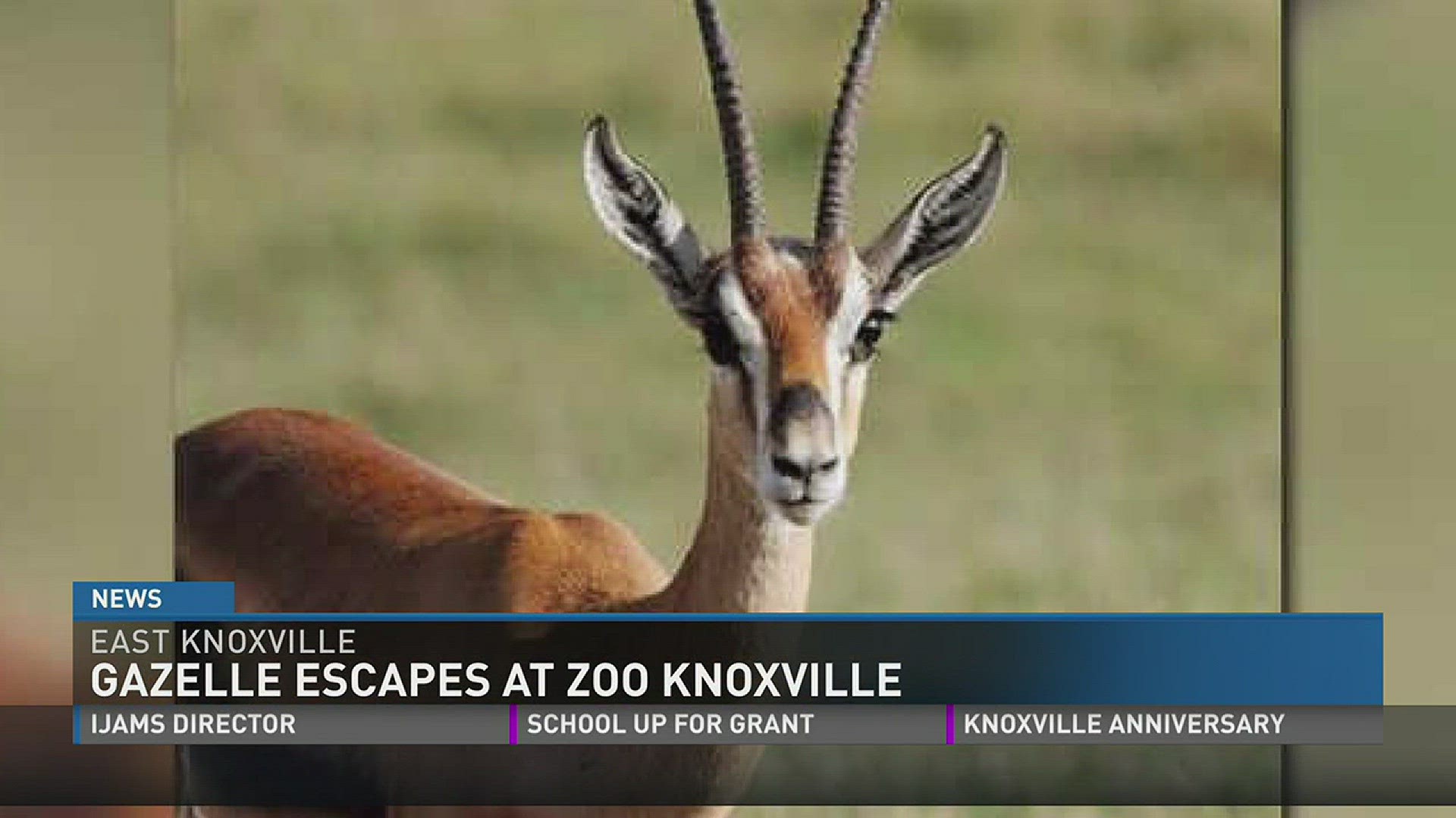 The 11-year-old Thompson's gazelle escaped from the Grasslands Africa enclosure at Zoo Knoxville around 10:30 p.m. on Sunday, according to zoo officials.