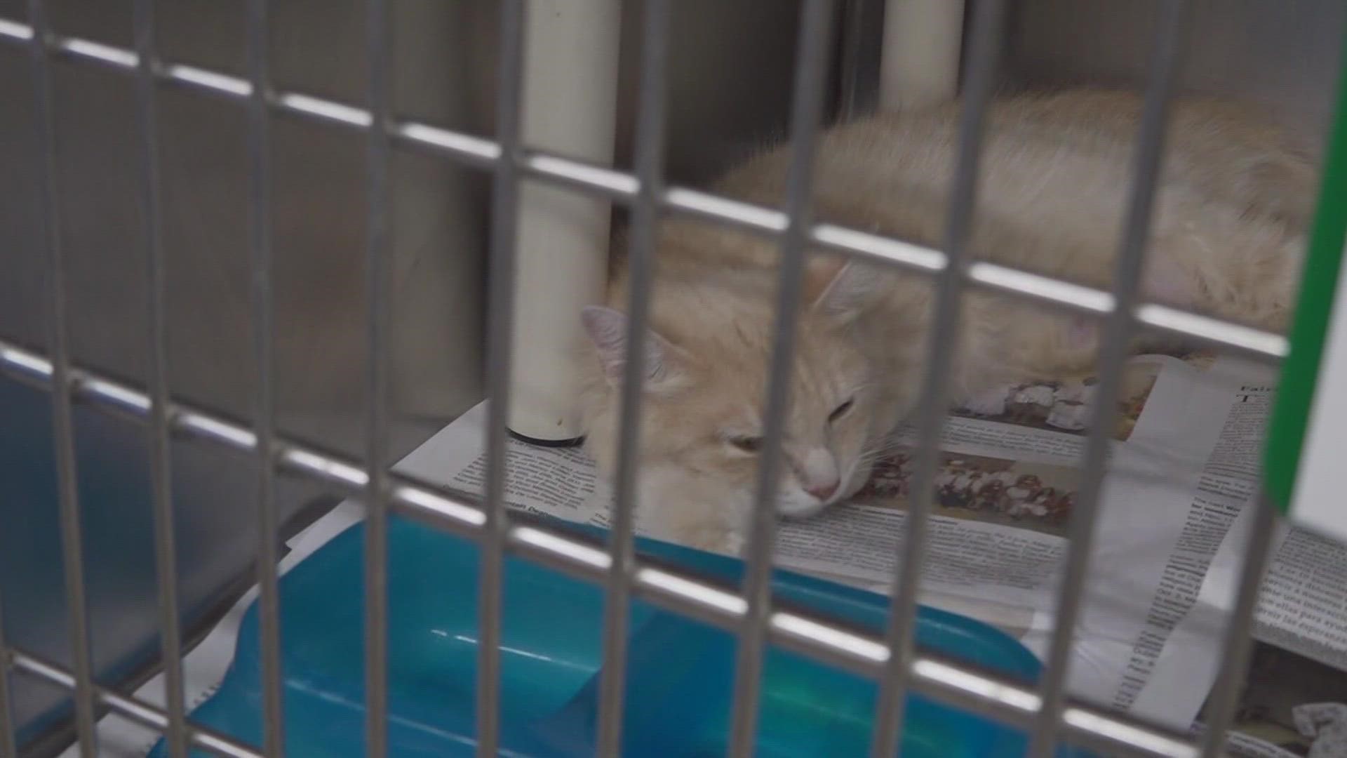 The animal shelter's annual event hopes to find rescues their forever home.
