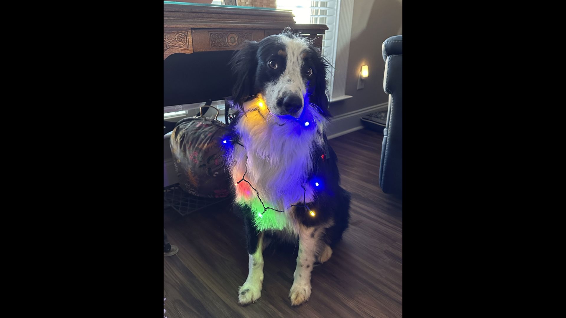 Where can I see Christmas lights in East Tennessee?