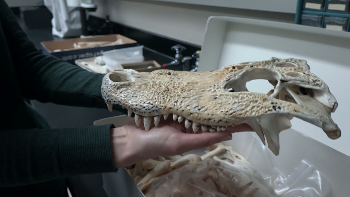 UT Knoxville holds one of the nation's largest animal skeletal collections