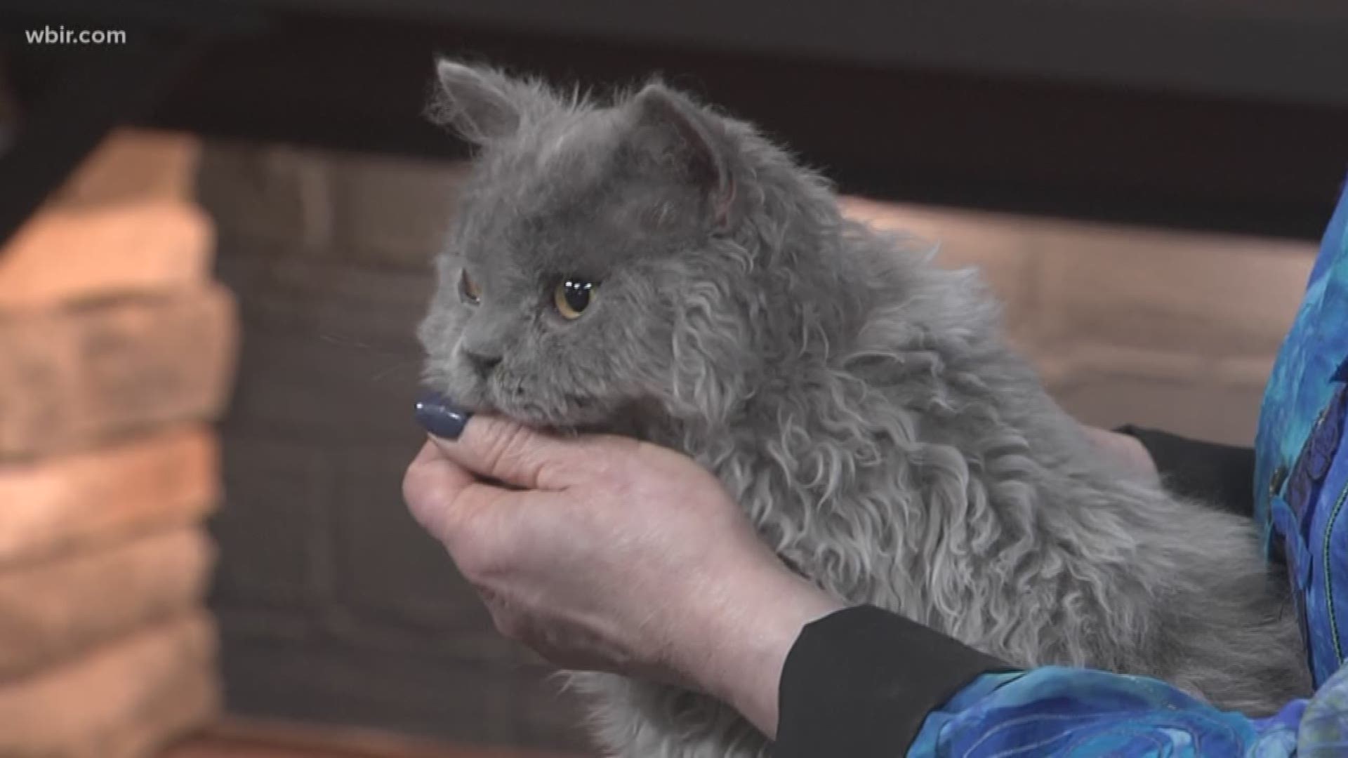 Cat show coming to Knoxville this weekend