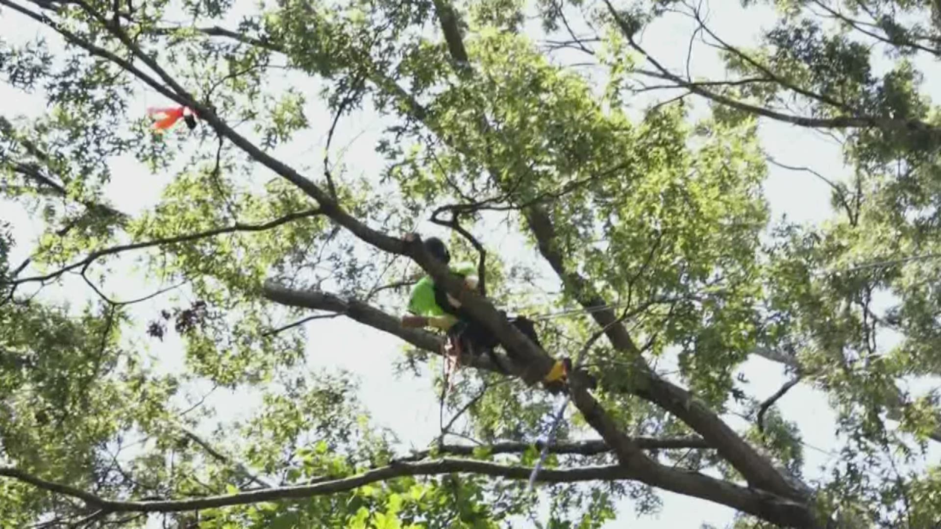 This isn't the tree climbing you remember as a kid.