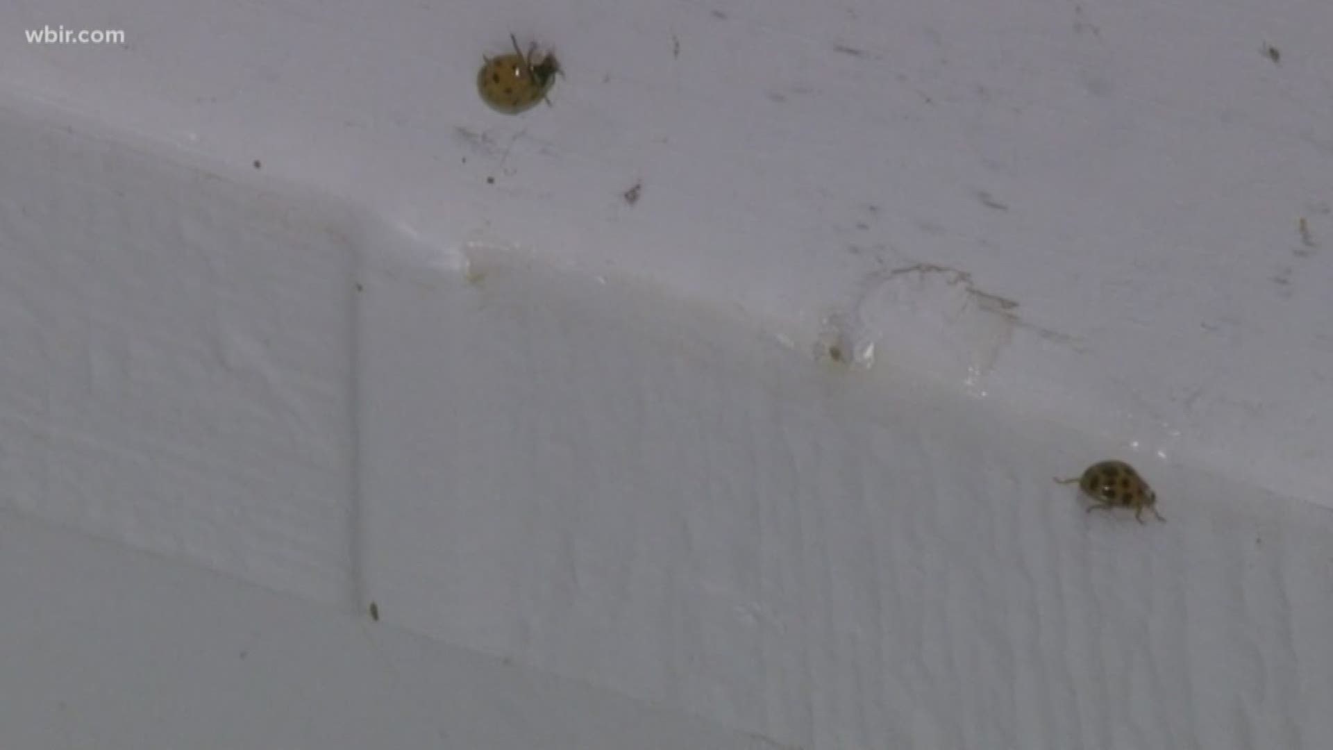 Stinkbugs, box elder bugs and Asian lady beetles are all pests in the fall season.