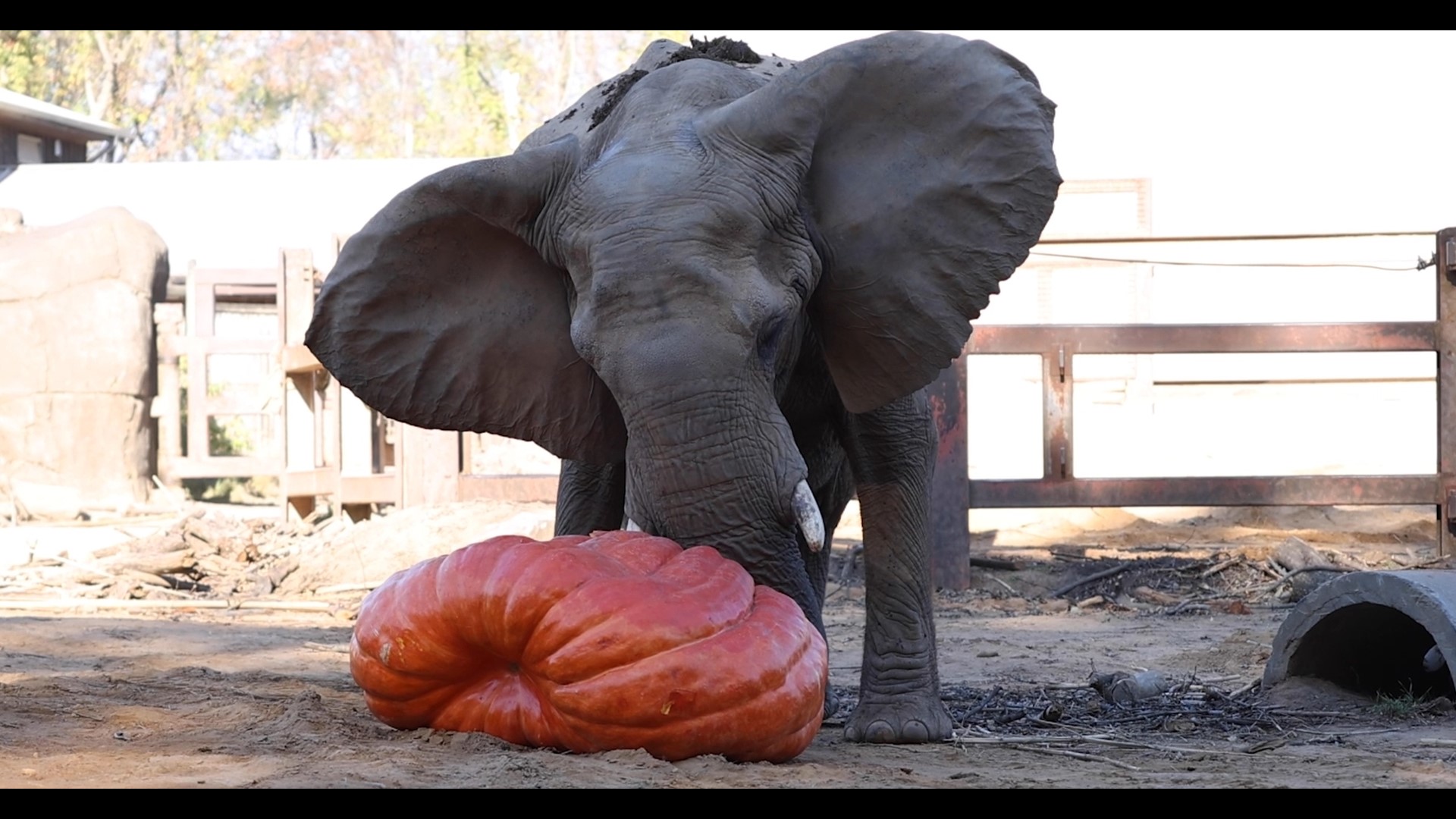 The pumpkins weigh between 700 lbs. and 2,000 lbs.