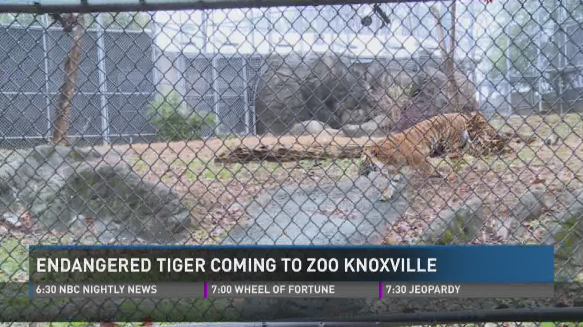 Jan. 2, 2017: Zoo Knoxville will soon become home to a third endangered Malayan tiger.