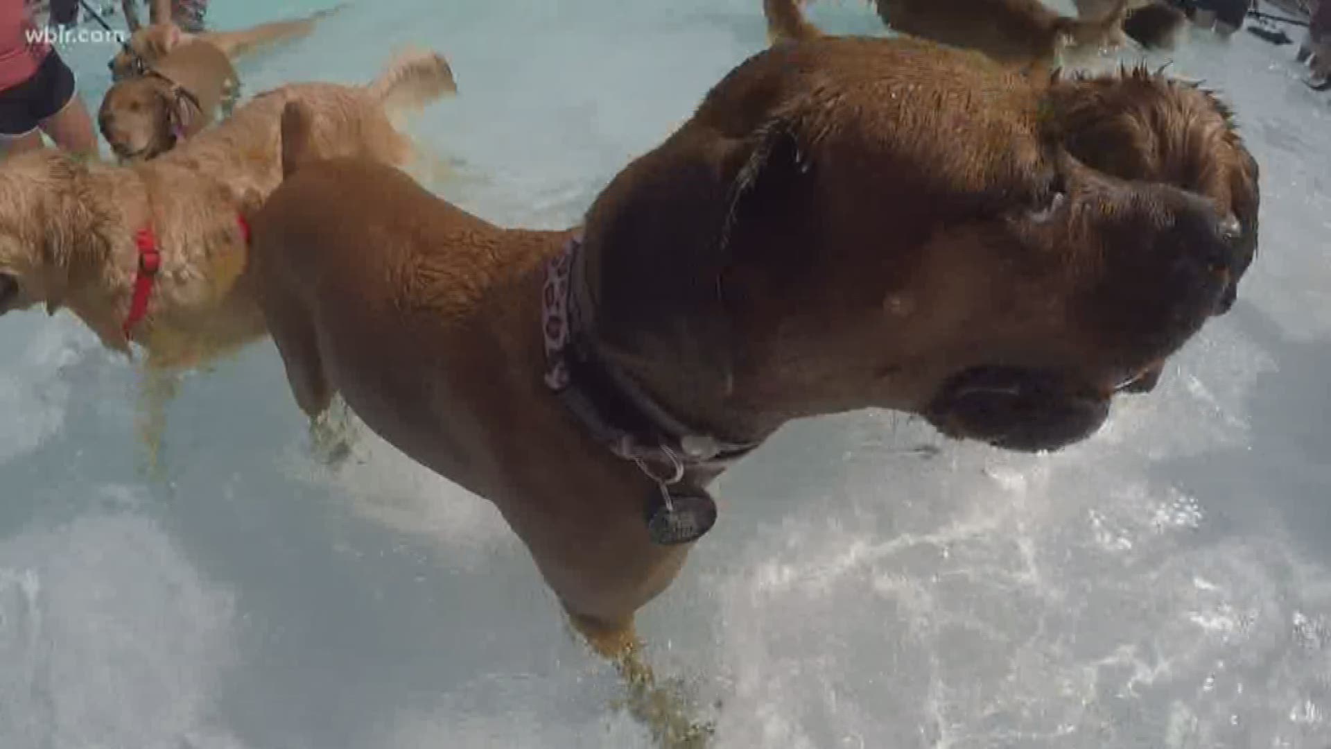 It's their "last hurrah" as the big municipal pool gets ready to close for the season... letting families bring the young doggos along to have fun and cool off.