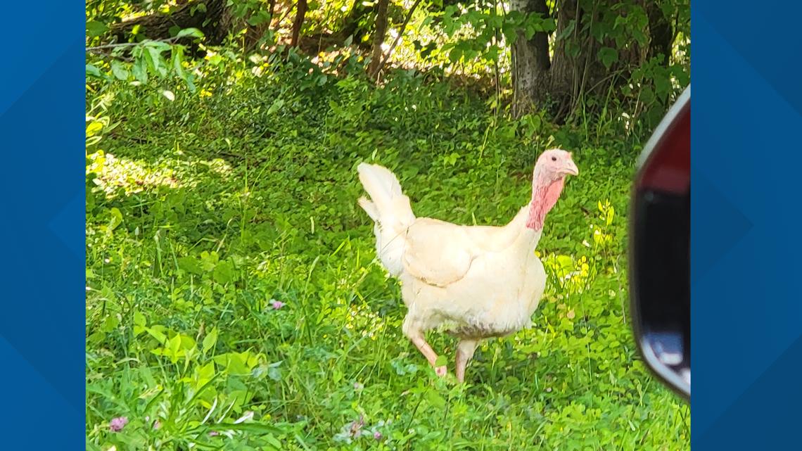 White feathered turkey spotted in Anderson Co. - Vimarsana News