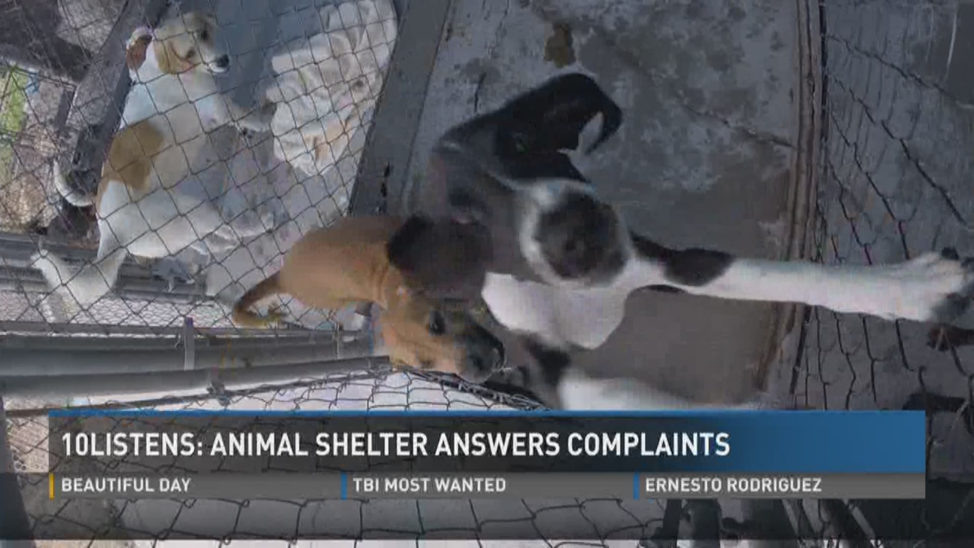 10listens Hamblen Co Animal Shelter Answers Complaints Wbir Com