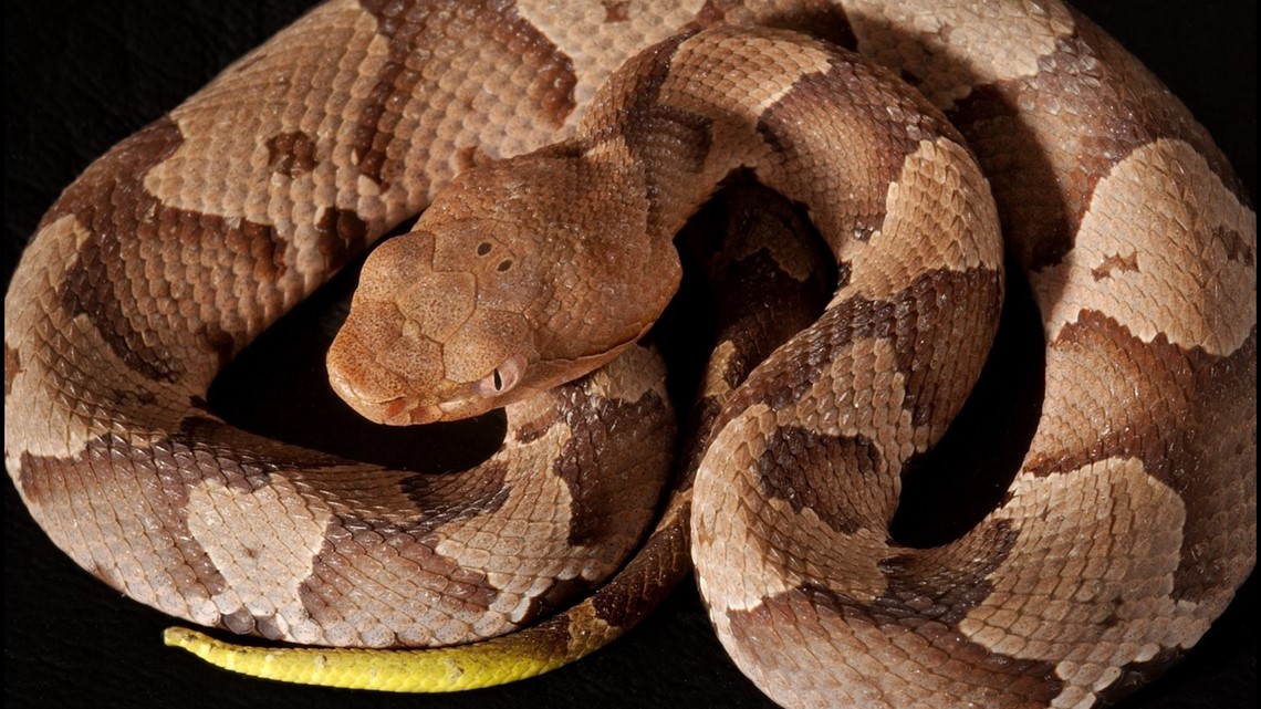 Baby Copperhead Season In Tennessee Wbir Com