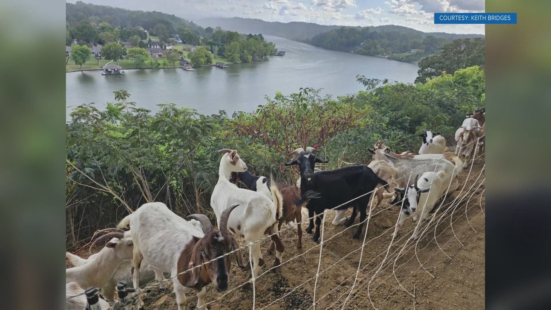 Knox Goats said that putting their animals to work decreases the risk of pollution and promotes land fertilization.