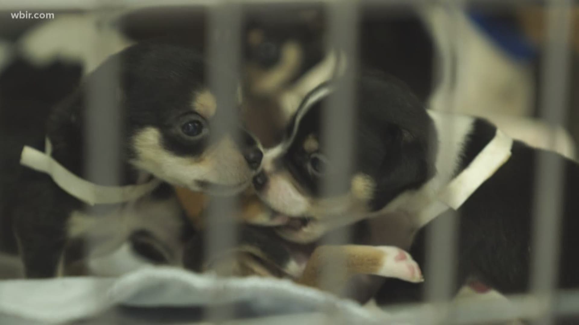 The Union County Sheriff's Office says a pair is accused of hoarding 84 dogs in a Maynardville home.