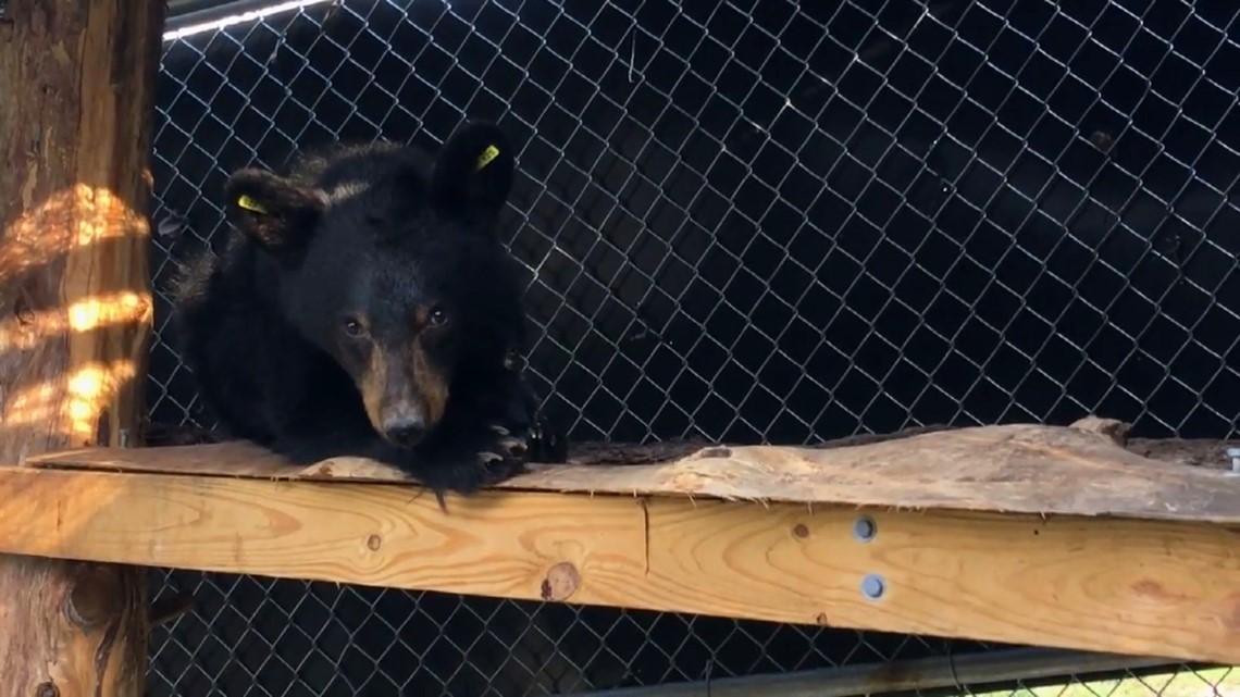 ABR Bear #369! - Appalachian Bear Rescue