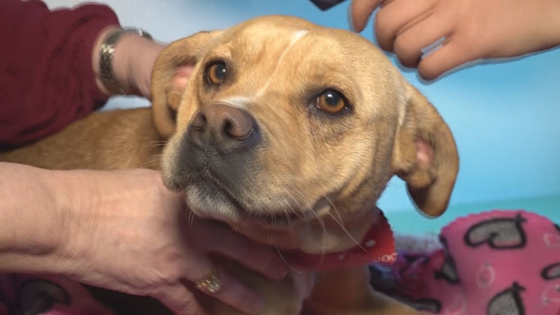Need a Valentine's date? Consider fostering a furry friend! - Vimarsana News