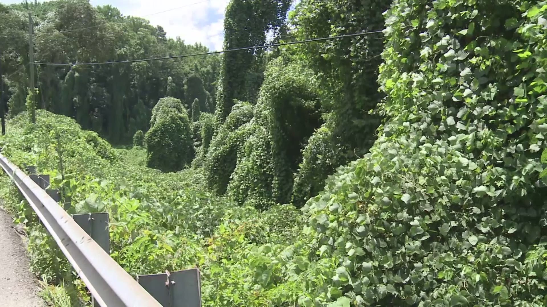 This weed is native to Japan and has spread over 7 million acres in the United States.