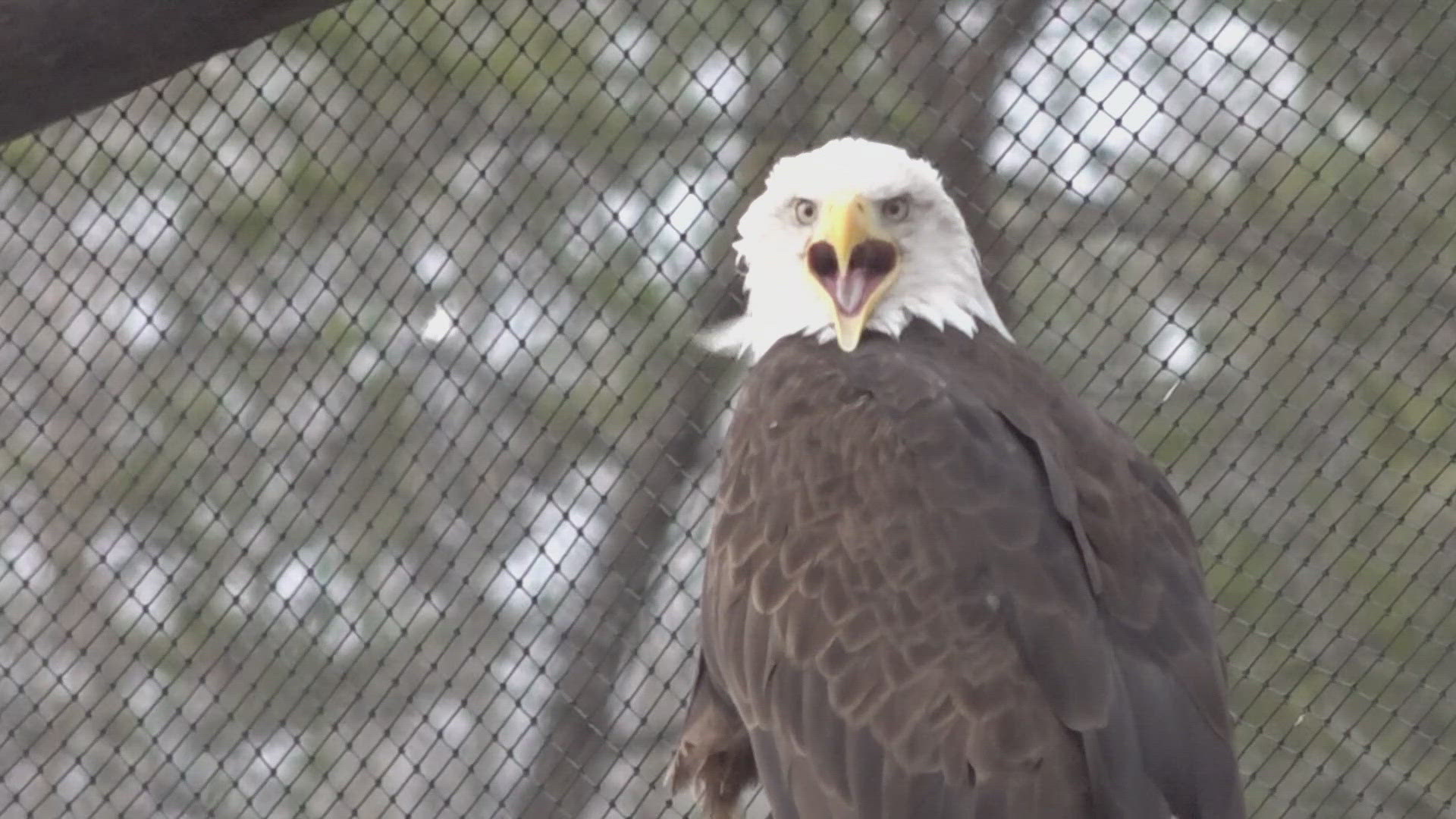 Bald Eagle From American Eagle Foundation In Sevier County To Appear In Bald Eagle From American Eagle Foundation In Sevier County To Appear In