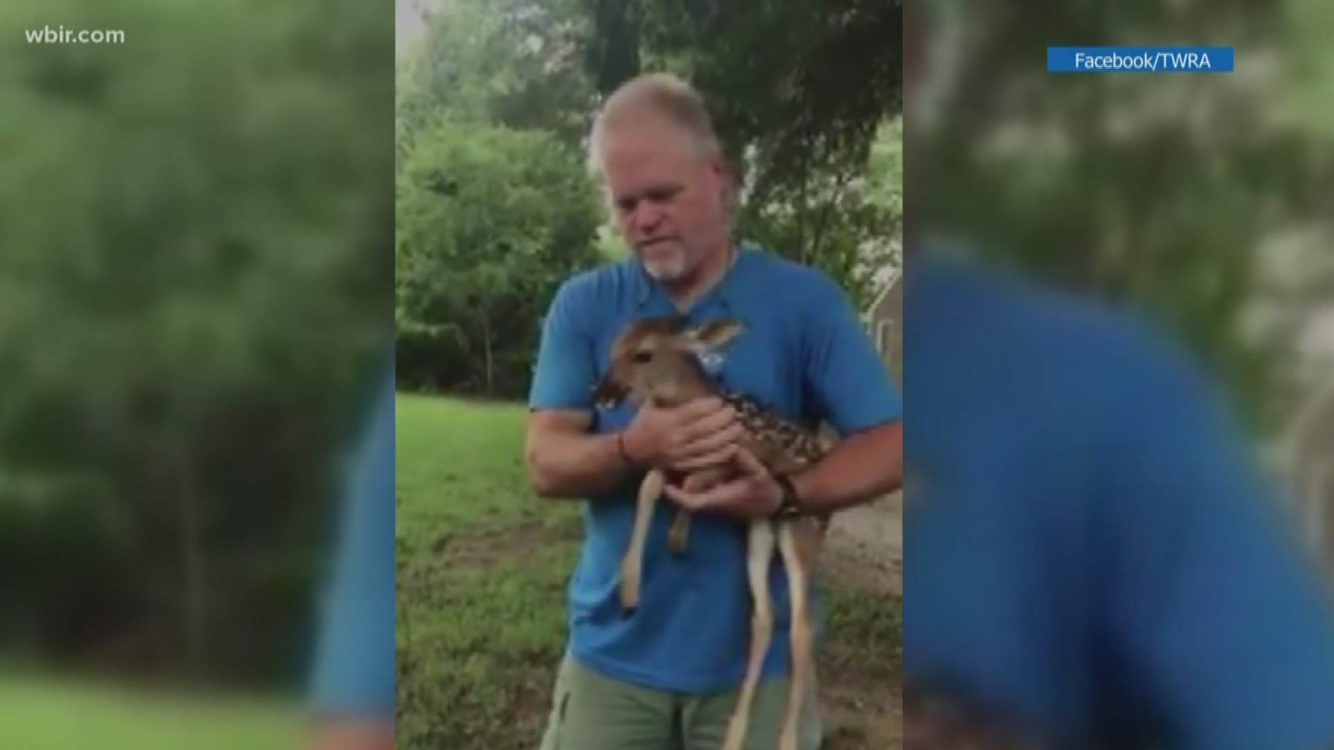 A Shelby County TWRA officer found a fawn trapped inside a wood pile at his home. He was able to rescue the deer and reunite it with its mother.