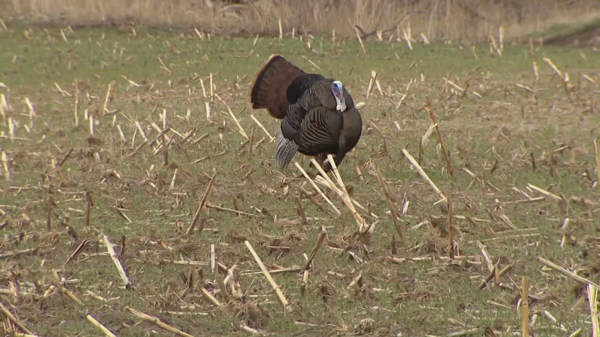 TWRA New turkey hunting regulations for 2023