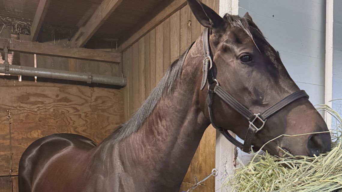 UT President Randy Boyd's racehorse finishes 4th at Churchill Downs ahead of Kentucky Derby