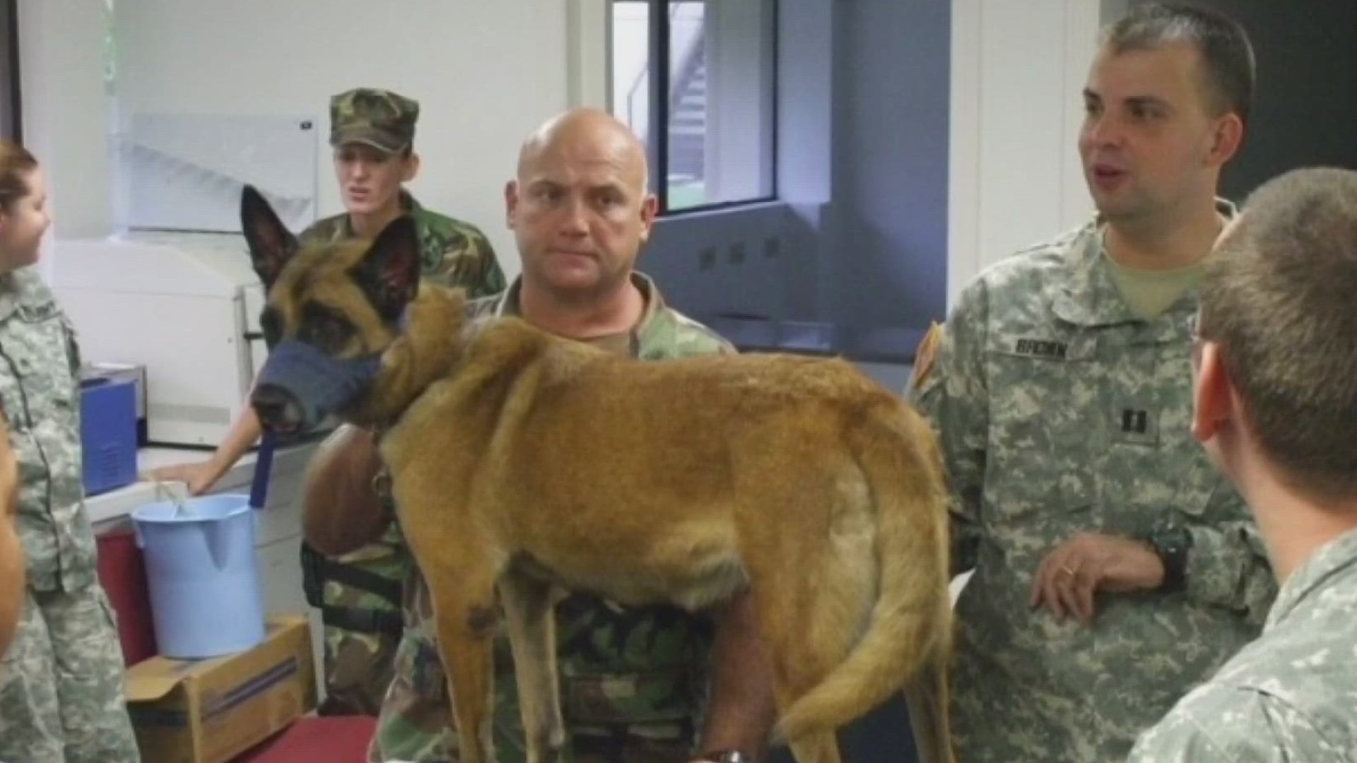 A small community veterinarian in East Tennessee helped oversee the care of some of America’s most well-trained and trusted soldiers, the dogs of war.