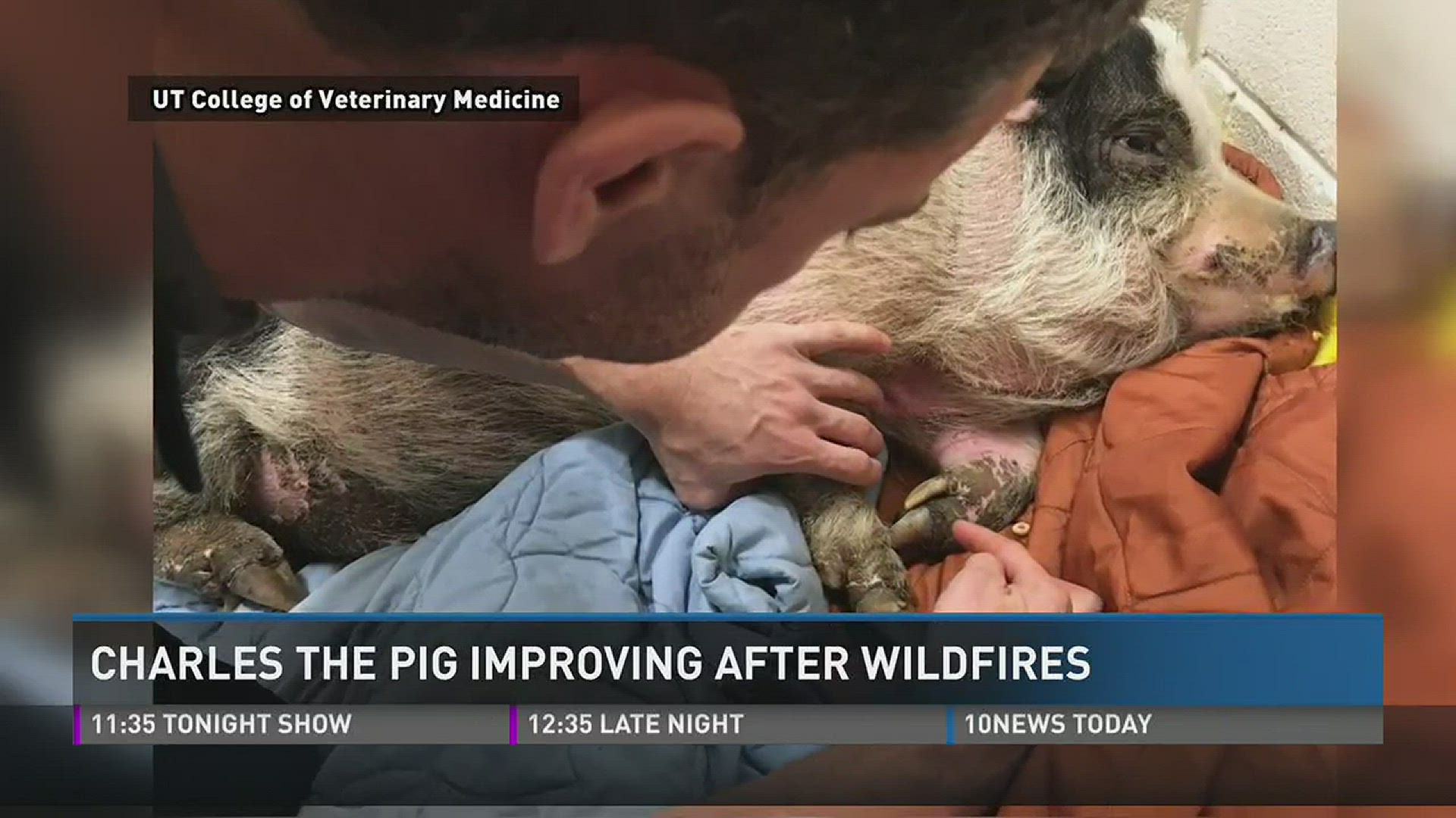 Dec. 8, 2016: Doctors at the UT College of Veterinary Medicine say Charles the pig is improving after he survived the Sevier County fires last week.