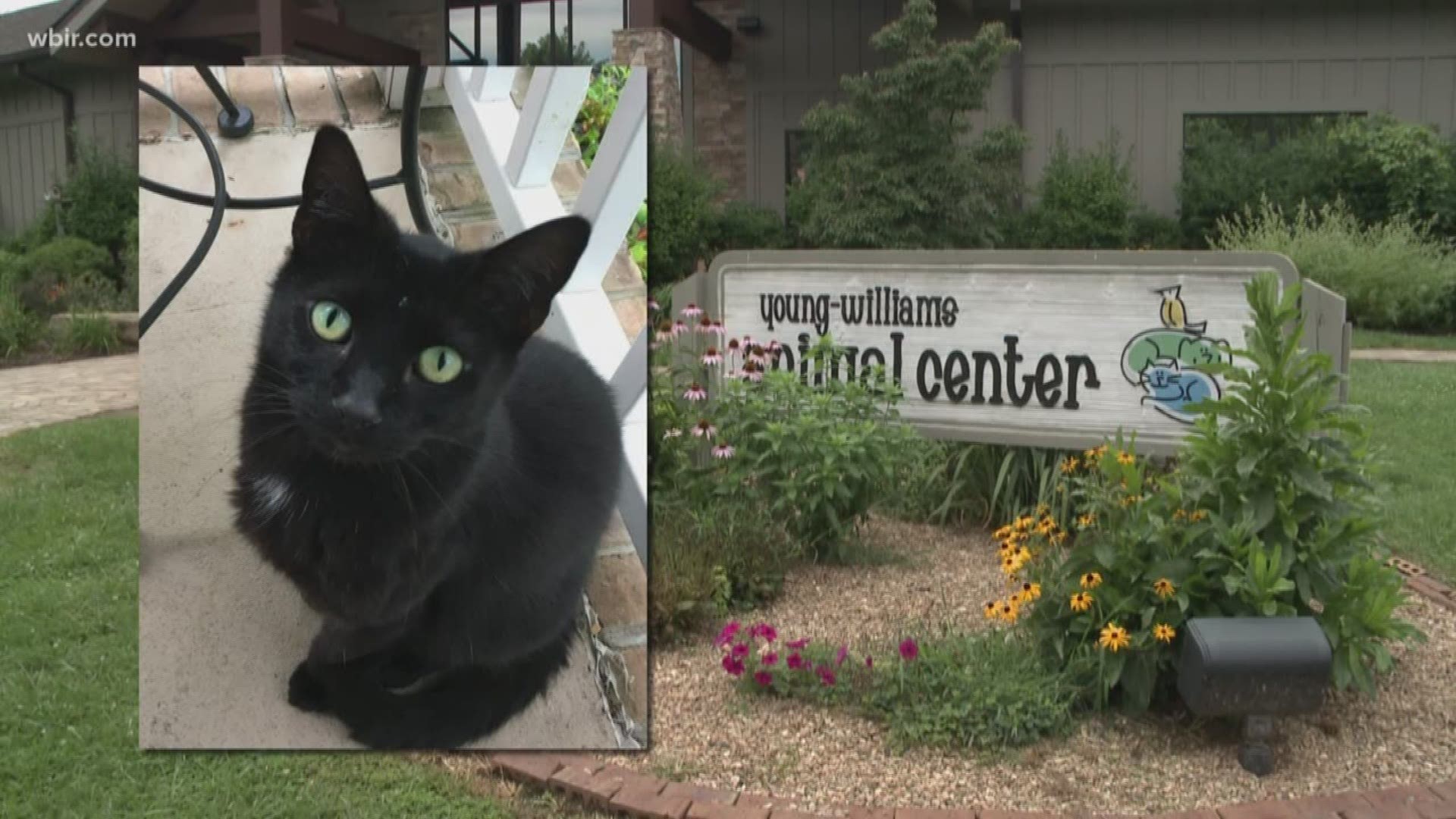 A cat was adopted by new owners after Young Williams Animal Center accidentally sent it to a feral cat farm in Loudon. The new adopters have been contacted about the mix-up. June 18, 2018.