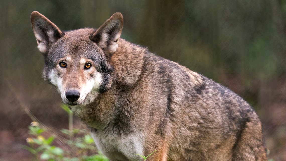 Researchers gather at Zoo Knoxville to study and preserve the ...