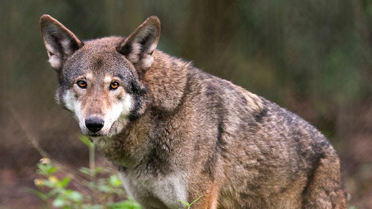 'Misunderstood Underdog': Zoo Knoxville celebrates first-ever Red Wolf Week