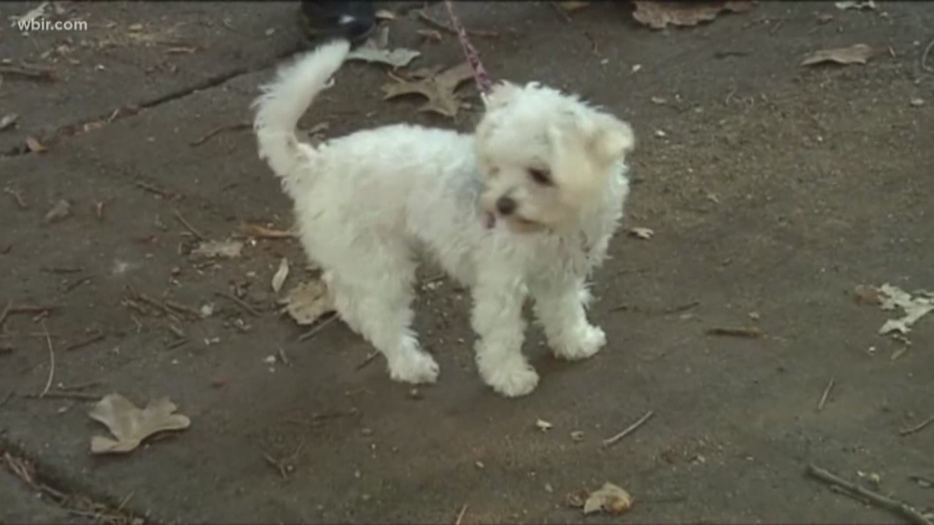 It's the busiest day of the year for shelters.