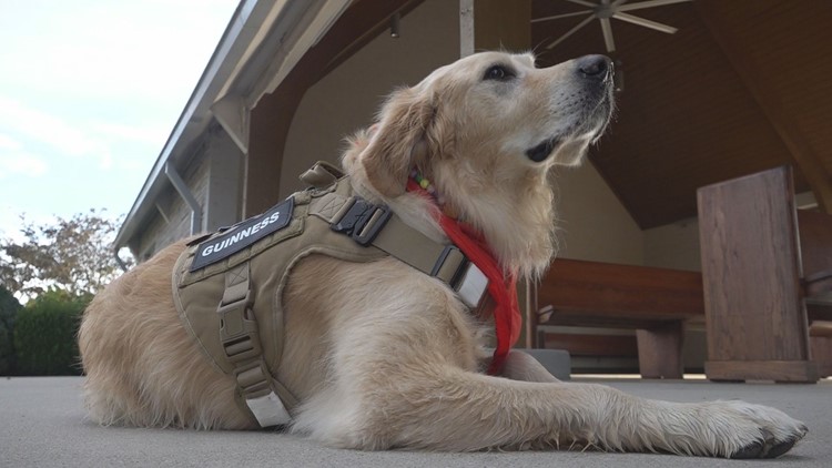 Golden Retriever rescued from Turkey makes a name for himself in East Tennessee