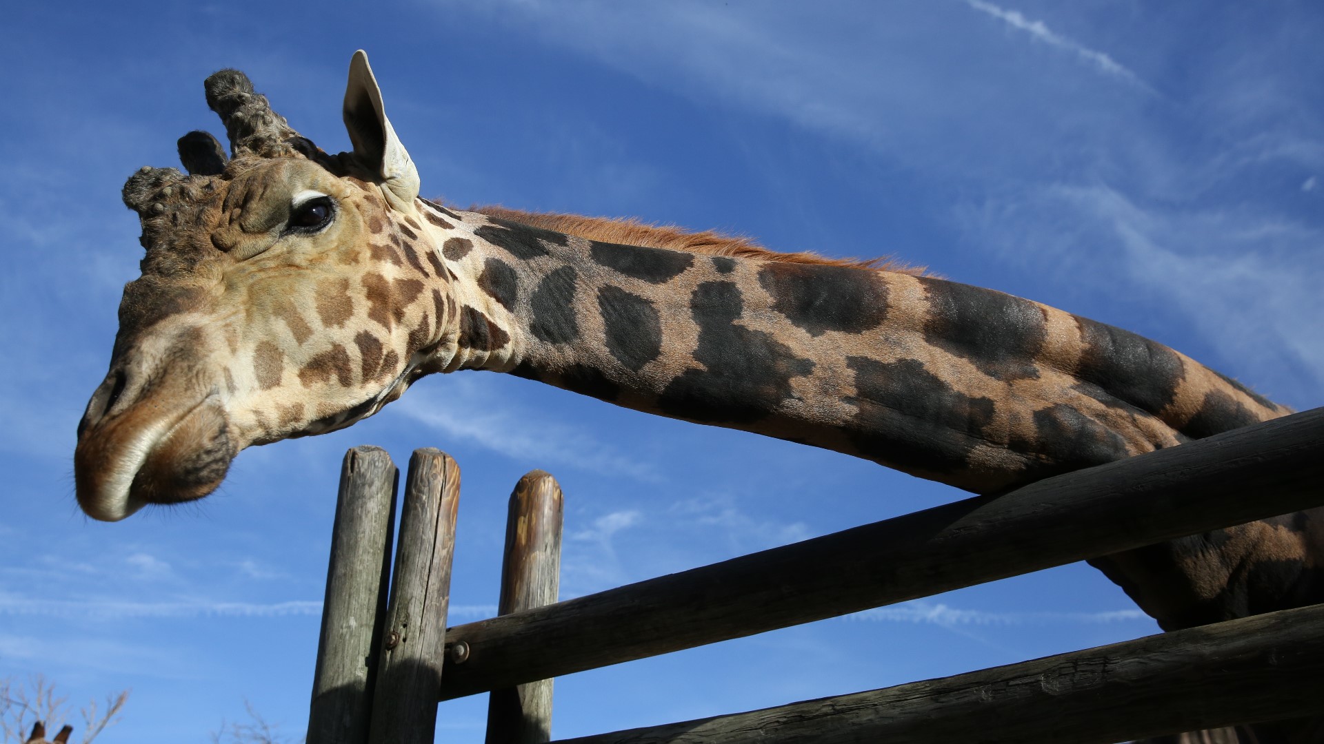 At 19 years old, Jumbe is one of the oldest giraffes in the U.S., according to a release from the zoo. Last year, he began exhibiting signs of pain with movement.