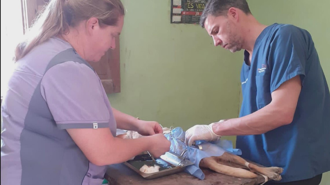 University of Tennessee Veterinarian to help animals in Argentina
