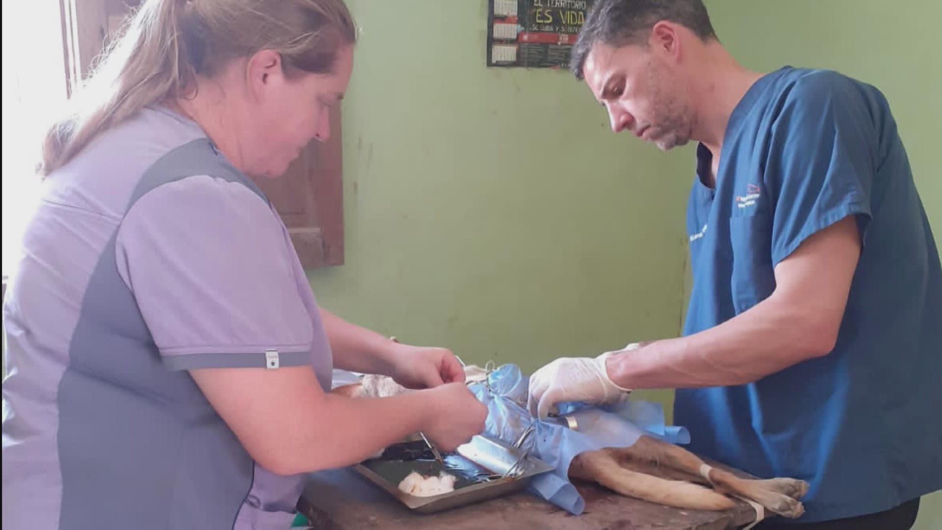 Dr. Ricardo Videla, Large Animal Veterinarian at the UT College of Veterinary Medicine, is leading a team to help animals in Argentina. July 5, 2022-4pm.