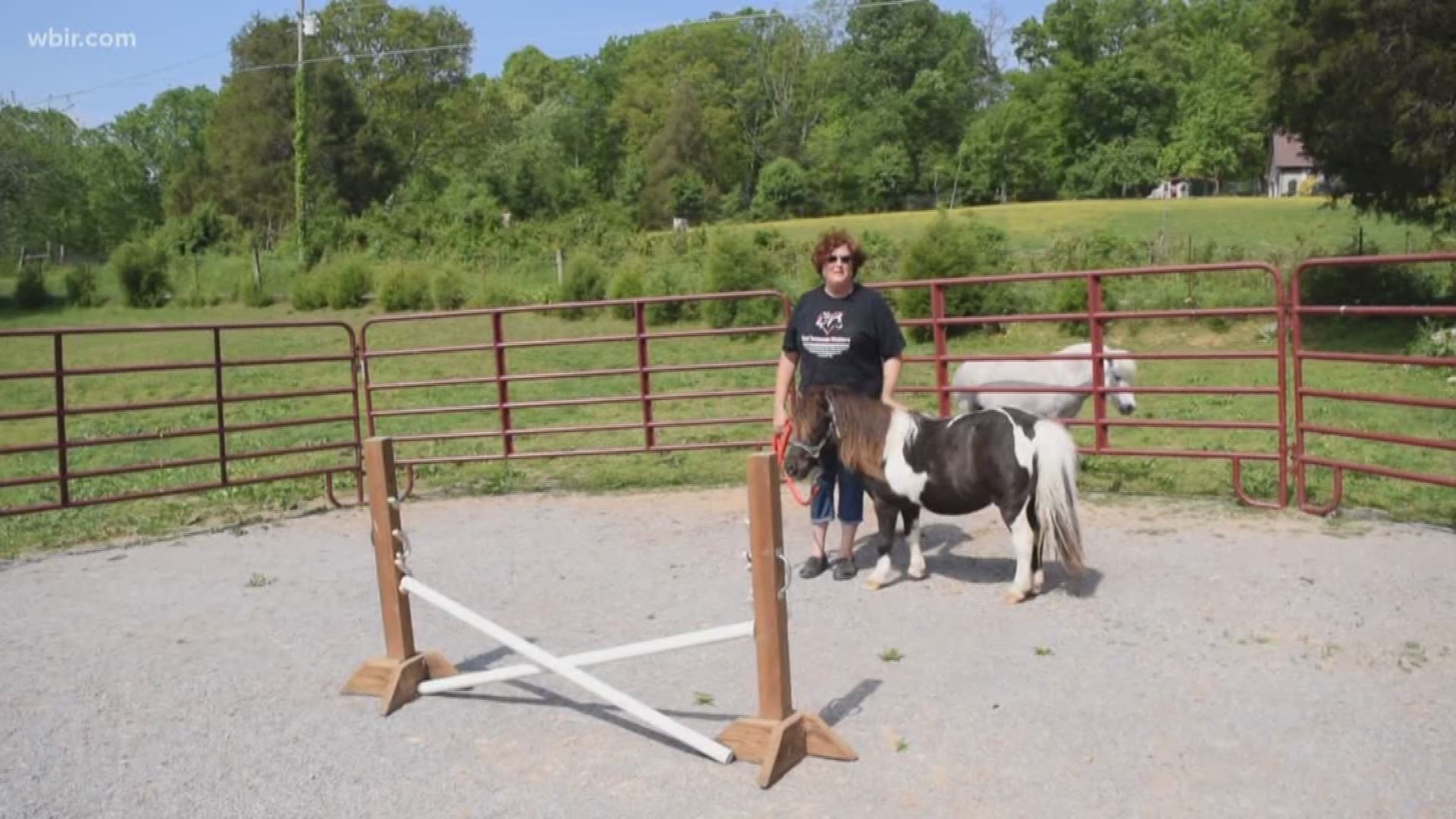 A Loudon County woman is running a rescue for miniature horses and donkeys, filling a big need in East Tennessee.