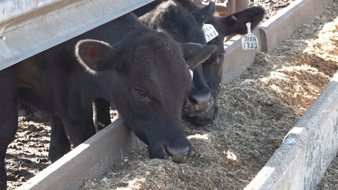 Tennessee cattlemen express concern over Trump's Argentinian beef plan