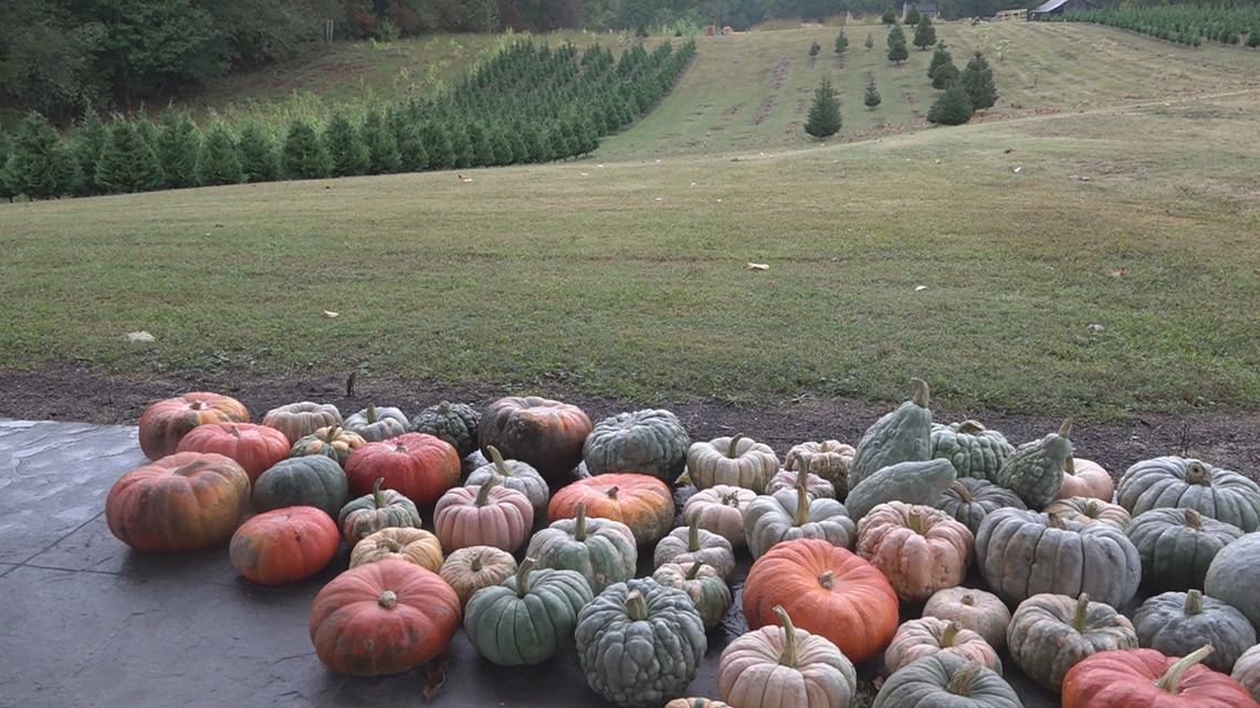 Some East TN farmers see crops impacted by drought and last year's cold weather — especially Christmas trees - Vimarsana News