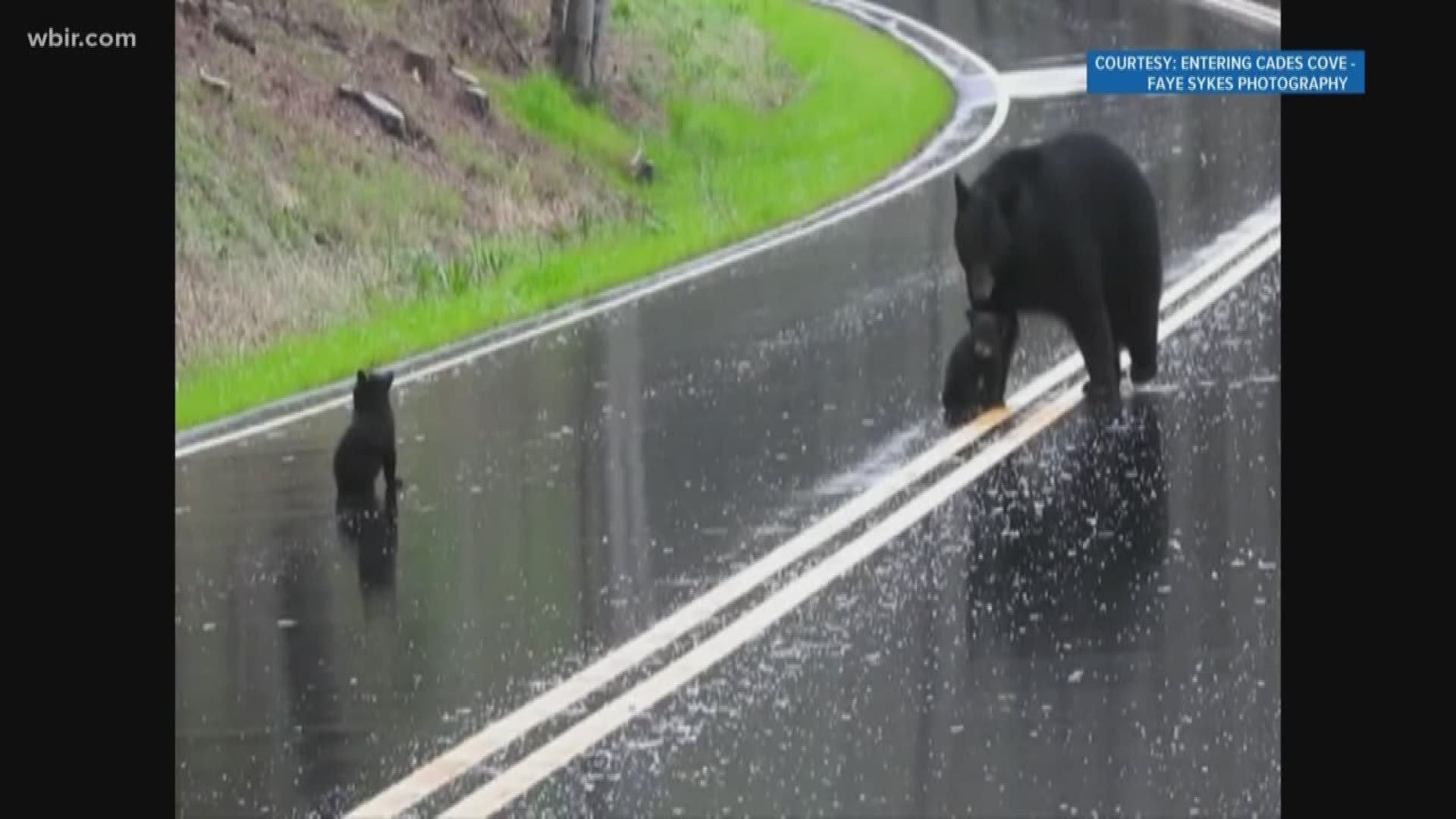 Several groups along with Smokies park rangers are working to address a growing problem: bears getting hit by cars.