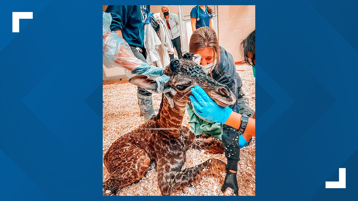Baby giraffe dies shortly after birth at Nashville Zoo