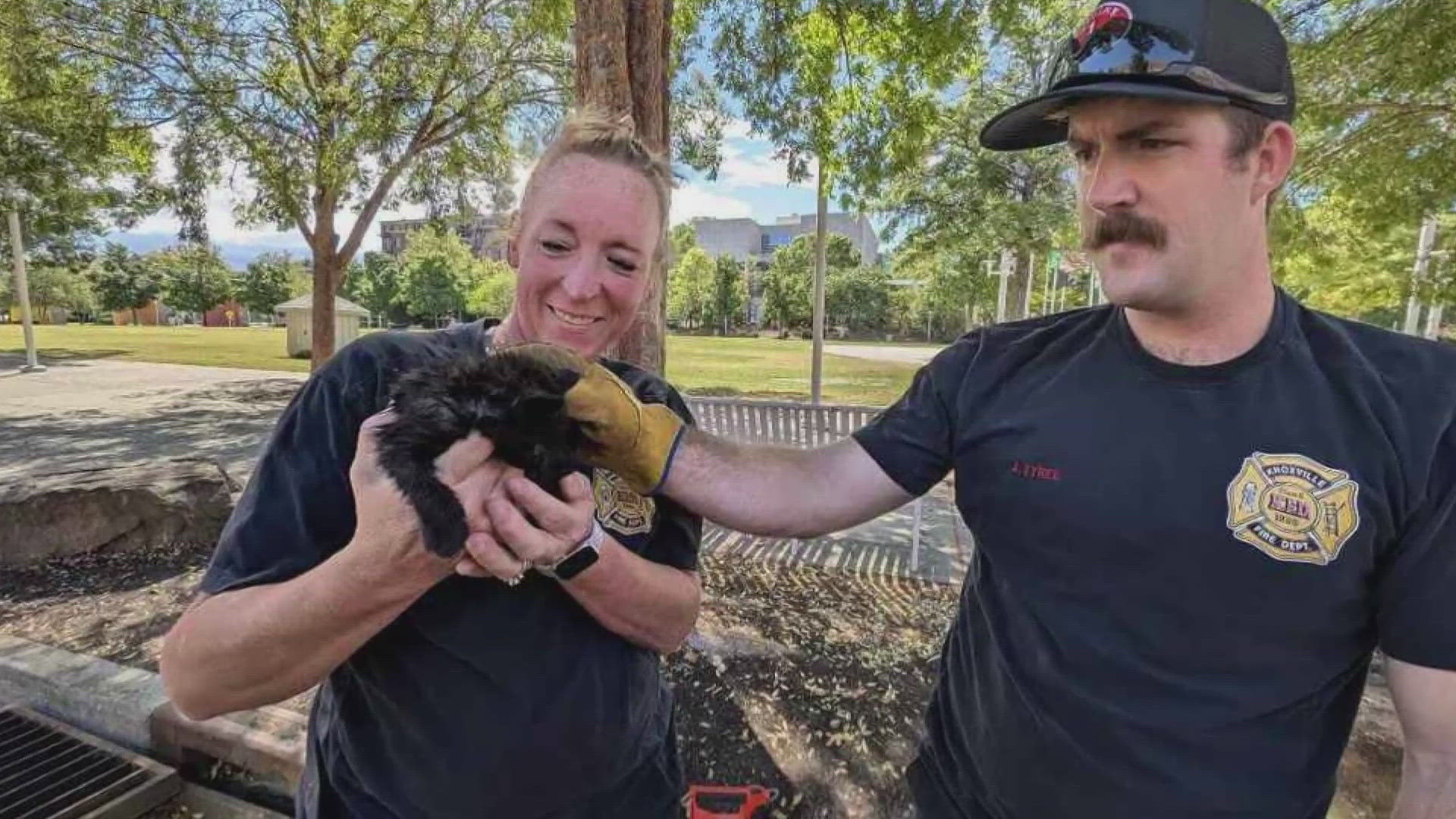 The Knoxville Police Department rescued a kitten Saturday got stuck in a storm drain at World's Fair Park.