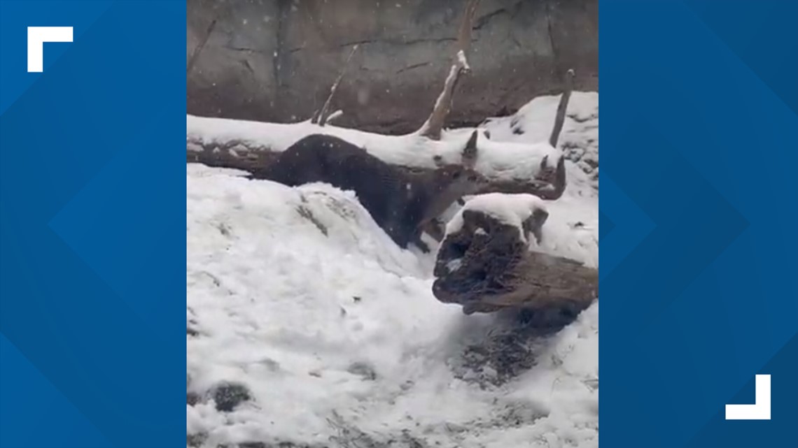 'Otter Snow Day' | Zoo Knoxville otters playing in the snow while zoo ...