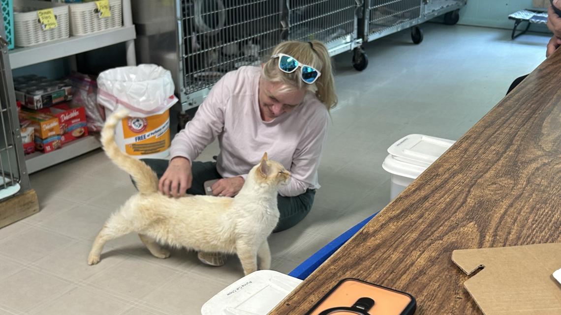 Cat lost on vacation reunited with family after 7 months in Sevier County